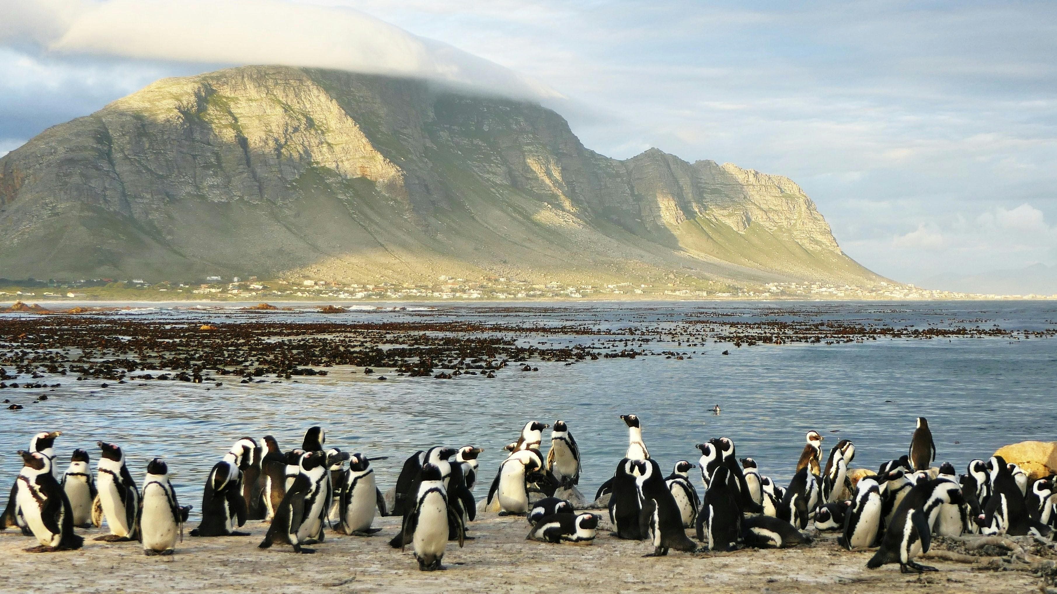 Penguins waddling on the sand.