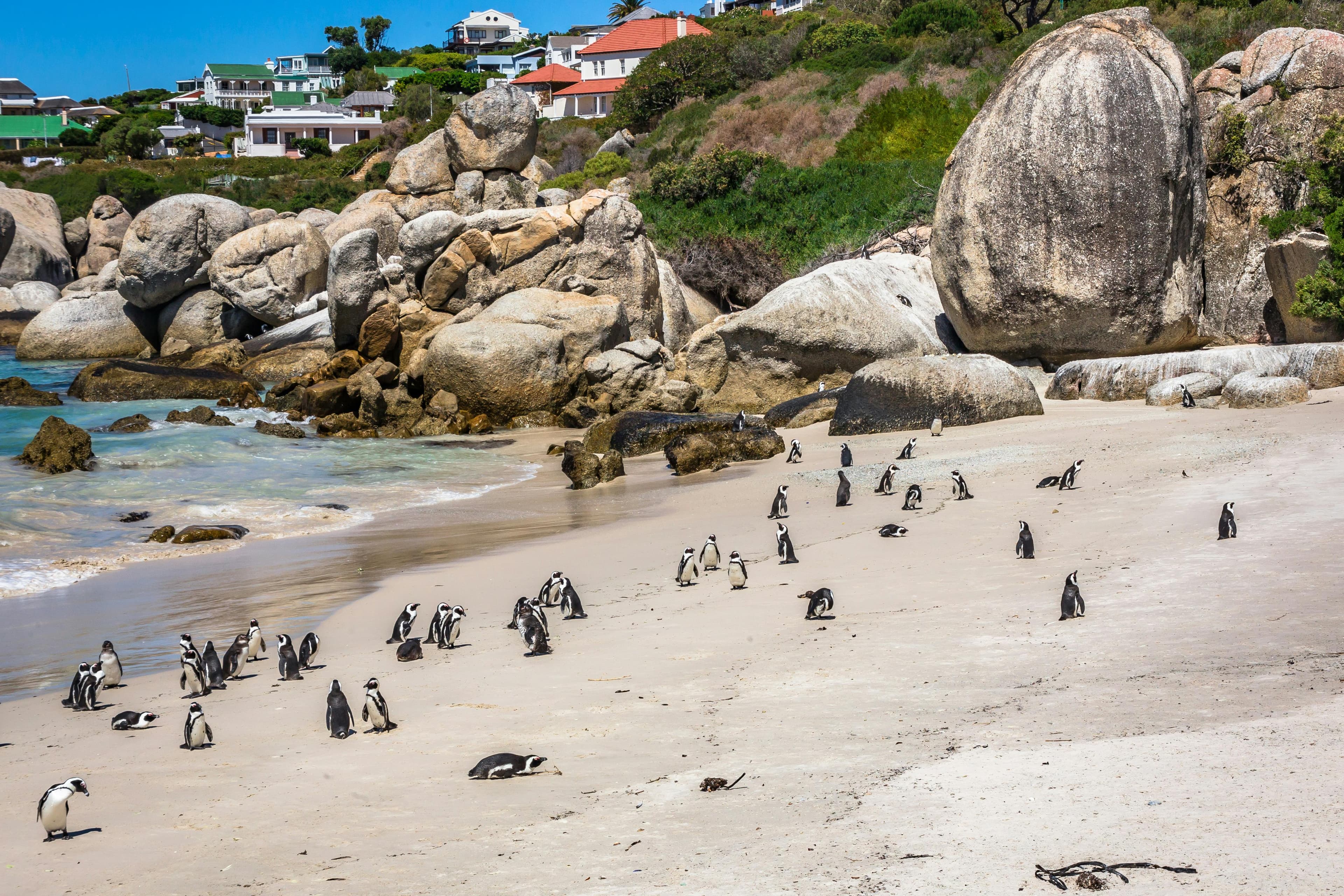 African penguins on Boulders Beach.