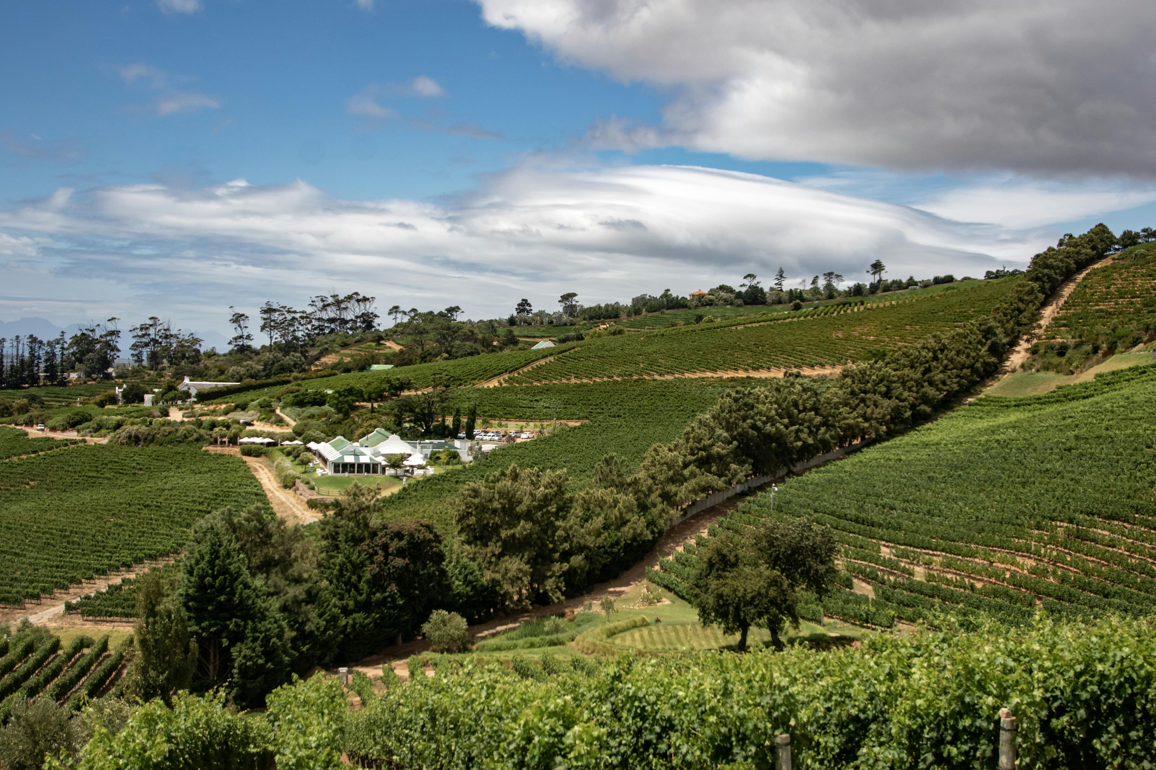 Vineyards in Constantia.